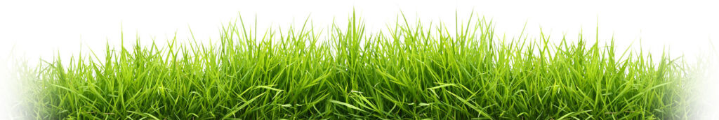 grass